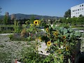 Sonnenblumen beim Urban Gardening