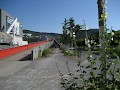 Stockmalven