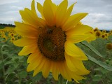 Bienen auf den Sonnenblumen
